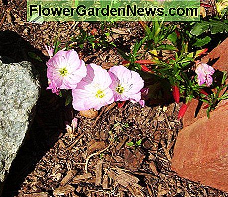 Mexikanische Nachtkerze Mexican Evening Primrose