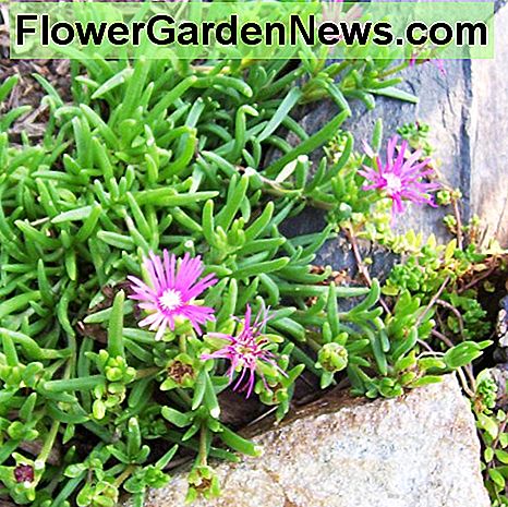 Eispflanze oder Sedum (Foto von Dolores Monet) Ice plant or sedum (photo by Dolores Monet)
