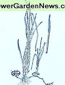 Wasserkastanie (Eleocbarosa) ~ Kunst durch Jerilee Wei Water Chestnut (Eleocbarosa) ~Art by Jerilee Wei
