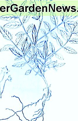 Wilde Kartoffel (Solanum Jamesii) ~ Kunst durch Jerilee Wei Wild Potato (Solanum Jamesii)~ Art by Jerilee Wei