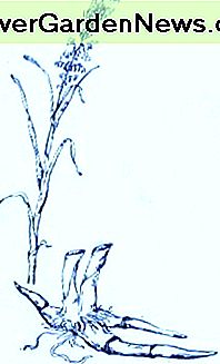 Wildreis (Zizania aquatica) ~ Kunst von Jerilee Wei Wild Rice (Zizania aquatica)~ Art by Jerilee Wei