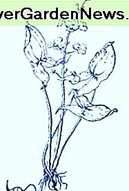 Pfeilspitze (Sagittria latifolia) ~ Kunst durch Jerilee Wei Arrowhead (Sagittria latifolia)~Art by Jerilee Wei