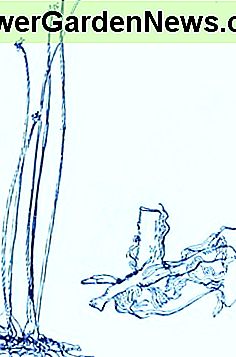 Binse (Scirpus validus) ~ Kunst durch Jerilee Wei Bulrush (Scirpus validus)~Art by Jerilee Wei