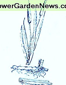 Rohrkolben (Typha latifolia) ~ Kunst durch Jerilee Wei Cattail (Typha latifolia)~Art by Jerilee Wei