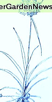 Nuss-Gras (Cyperus esculentus) ~ Kunst durch Jerilee Wei Nut Grass (Cyperus esculentus)~Art by Jerilee Wei