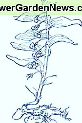 Salomons Siegel (Polygonatum commutatum) ~ Kunst durch Jerilee Wei Solomon's Seal (Polygonatum commutatum)~ Art by Jerilee Wei