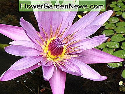 Wie eine Lotusblume im Wasser geboren wird, im Wasser wächst und aus dem Wasser steigt, um über ihr unbefleckt zu stehen, so bin ich, in der Welt geboren, in der Welt auferweckt, die Welt überwindend, von der Welt befreit. '- Buddha As a lotus flower is born in water, grows in water and rises out of water to stand above it unsoiled, so I, born in the world, raised in the world having overcome the world, live unsoiled by the world” -- Buddha