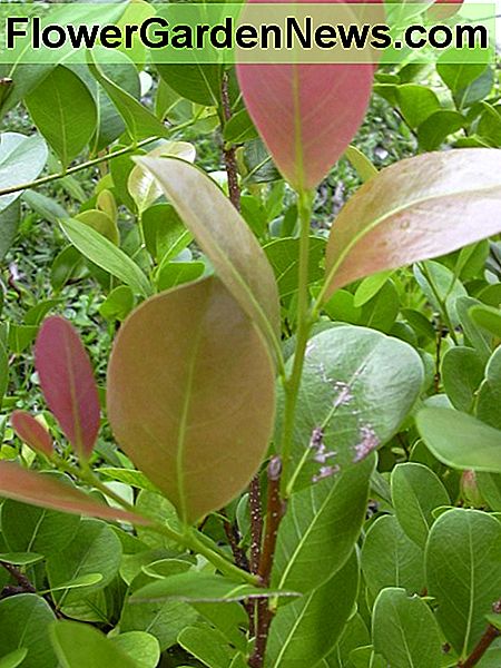 Rode bladeren op een cocoplum Red leaves on a cocoplum