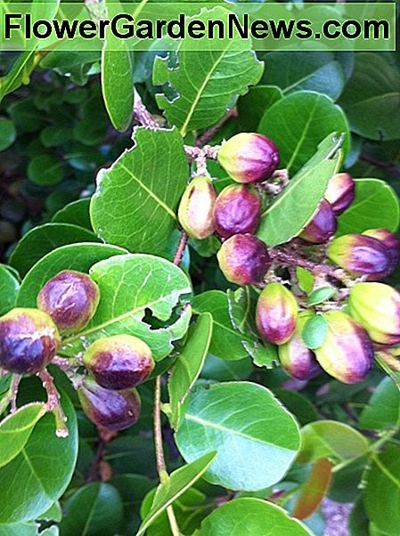 Jong cocoplum fruit Young cocoplum fruit