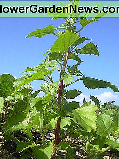 Chenopodium murale, หรือที่เรียกว่า Nettleleaf Goosefoot Chenopodium murale, aka Nettleleaf Goosefoot.