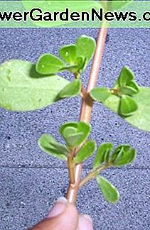 Ich habe diesen Stamm des Portulak von einem Schulhof in Lynwood gezogen. I pulled this stem of purslane from a schoolyard in Lynwood.