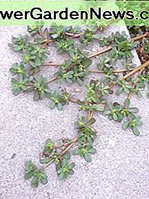 Portula fotografiert auf einem Bürgersteig in Lynwood. Purslane photographed on a sidewalk in Lynwood.