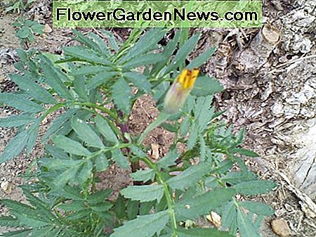 Gelbe Zwerg Ringelblume meine Tochter gepflanzt von einem Baum. Yellow dwarf marigold my daughter planted by a tree.