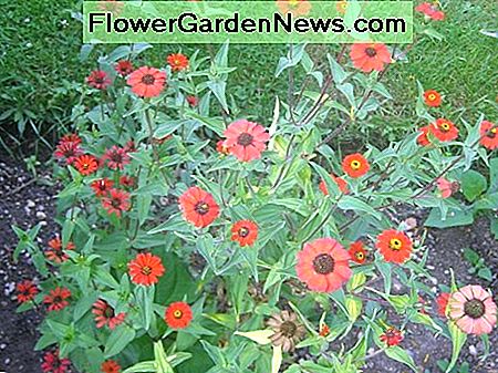 Zinnien sind schnell und einfach für Kinder zu wachsen. Zinnias are fast and easy for kids to grow.