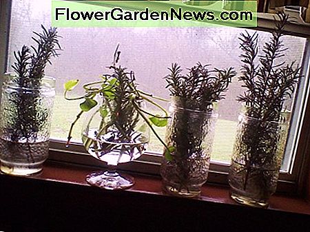 Rosmarin Stecklinge, die im Küchenfenster wurzeln. Rosemary cuttings rooting in the kitchen window.