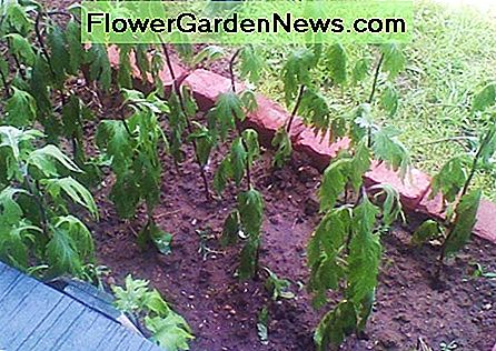 Chrysanthemum Stecklinge werden vermehrt. In diesem Jahr zeigen sie bereits Knospen. Chrysanthemum cuttings being propagated. This year they are already showing buds.