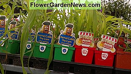Spaß Starter-Anlagen entworfen, um Kinder ansprechen. Fun starter plants designed to appeal to kids.
