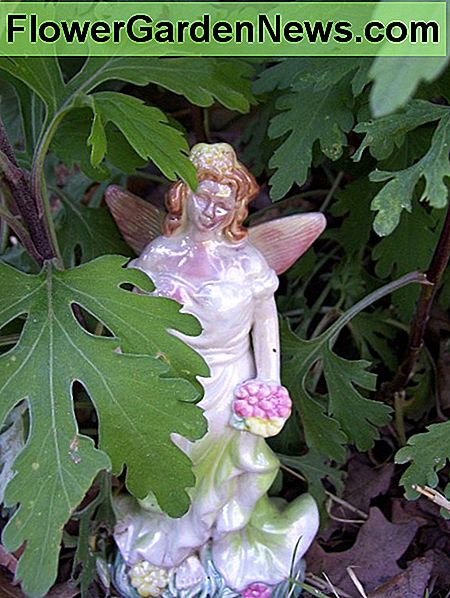 Ein Dollar Store Fee Figur schützt die Chrysanthemen. A dollar store fairy figurine guards the chrysanthemums.