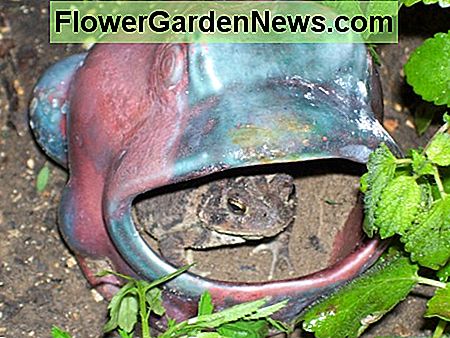 Der zweckentfremdete Küchenfrosch wird zum Krötenhaus. Eine wirklich magische Note im Garten. Repurposed kitchen frog becomes a toad-home. A truly magical touch to the garden.