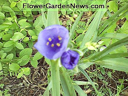 Etwas Purpur, das ich nicht gepflanzt habe, aber das durfte im Garten bleiben. Something purple that I didn't plant, but that was allowed to stay in the garden.