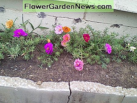 Eine kleine umgestürzte Zementstufe wird zu einem Kleinkindbett für die mystische Portulaca-Pflanze. A small overturned cement step becomes a toddler sized bed for the mystical portulaca plant.