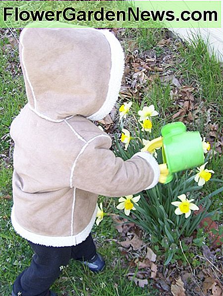 Eine kleine Gießkanne macht das Genießen der ersten Narzissen des Frühlings angenehmer. A small watering can makes enjoying the first daffodils of spring more pleasant.