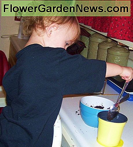 Ein Daisy Seed Kit für Kinder pflanzen. Planting a daisy seed kit for kids.