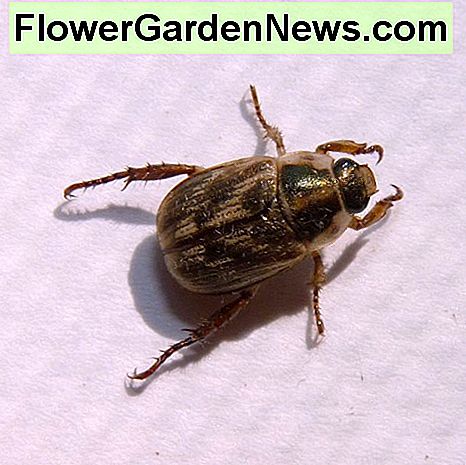Den voksne form af de orientalske hvirvler larver. The adult form of the Oriental Beetle larvae.