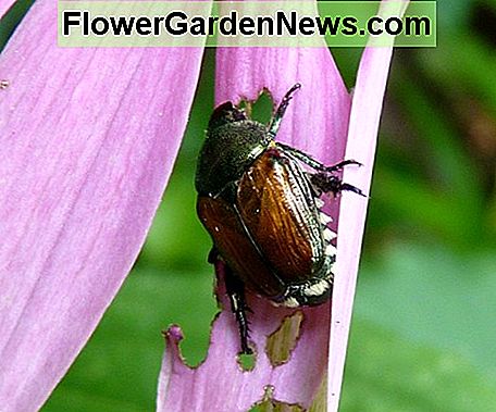 Den voksne form af de japanske hvælvinglarver. The adult form of the Japanese Beetle larvae.