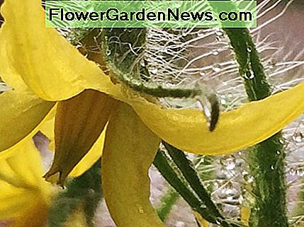En tomatblomma A tomato flower