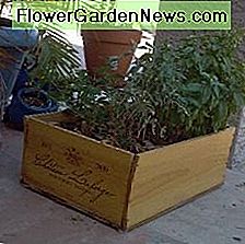 Geben Sie Ihrer KrÀuterbox ausreichend Wasser und NÀhrstoffe. Give your herb box adequate water and nutrients.