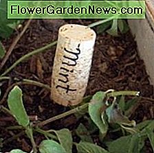 KrĂ€uter sind groĂartige Pflanzen fĂŒr ContainergĂ€rten. Herbs are great plants for container gardens.
