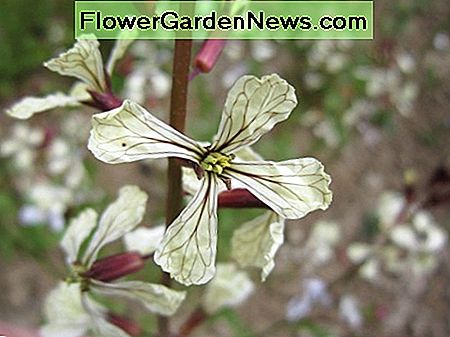 Arugula Flower Arugula Flower