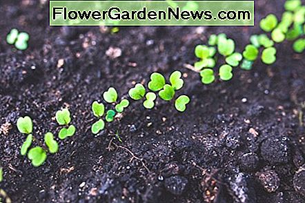 Rucola zaailingen Arugula Seedlings