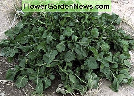 Rucola-rozet Arugula Rosette