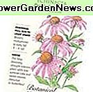 Purple Coneflower Seeds - 500 mg - Echinacea