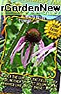 Everwilde Farms - Pale Purple Coneflower Native Wildflower Seeds - Jumbo Seed Packet (300)