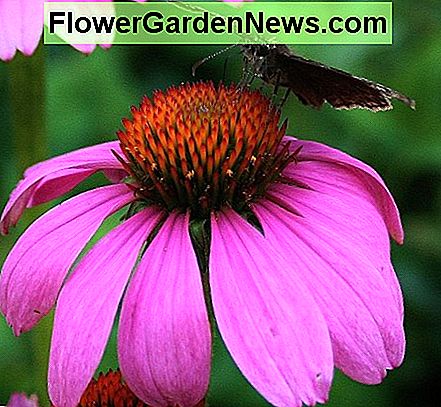 Naast een rode variƫteit van E. purpurea, kweek ik 2 anderen, waaronder deze droogte-resistente variƫteit, 'Prairie Pracht'. In addition to a red variety of E. purpurea, I grow 2 others, including this drought-resistant variety, 'Prairie Splendor.'