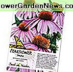 Pakket van 500 zaden, Purple Coneflower (Echinacea purpurea) Niet-GGO zaden per zaadbehoefte