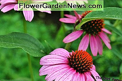De kegel in het midden van elke Echinacea purpurea bloemhoofd bevat zaden. The cone at the center of each Echinacea purpurea flower head holds seeds.