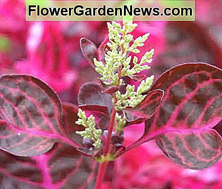 floraison Iresine herbstii flowering Iresine herbstii