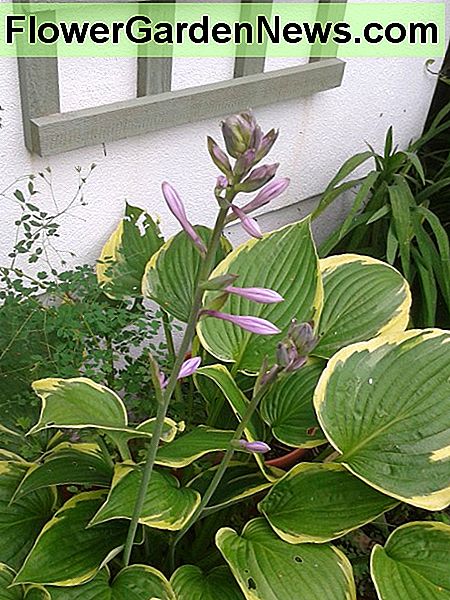 Hostas sind vor allem wegen ihrer dekorativen Blätter beliebt Hostas are mainly popular for their decorative leaves