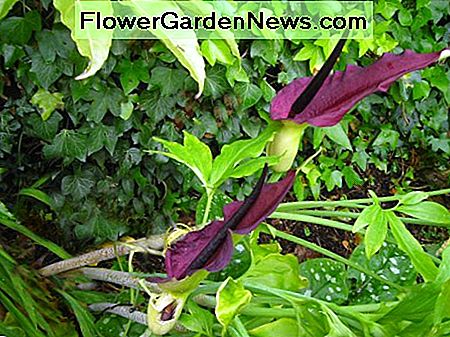 Schwarze Lilie - Dark Mauve Black lily - Dark mauve