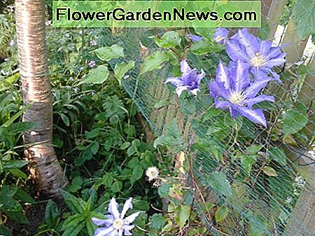 lila Clematis purple clematis