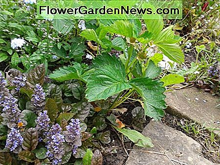 Ajuga im Vordergrund Ajuga in the foreground