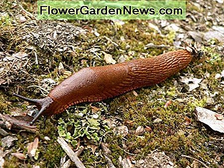 กระสุน Slug