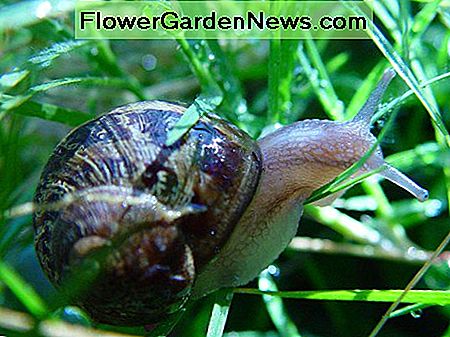 หอยทาก Snail