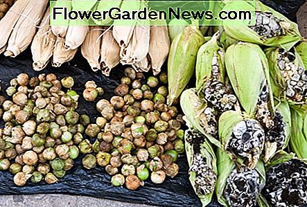 ขายข้าวโพดคั่วในตลาดเม็กซิกัน Corn smut for sale in a Mexican street market