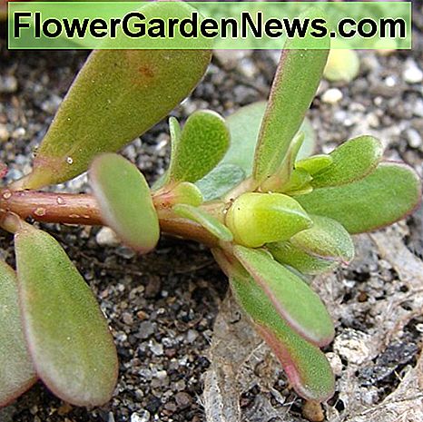 Purslanas - valgomieji piktžoliai Purslane, an edible weed