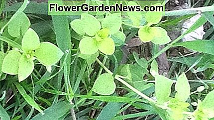 Chickweed, fotografuotas ne Downey medicinos įstaigoje. Chickweed, photographed outside a medical office in Downey.